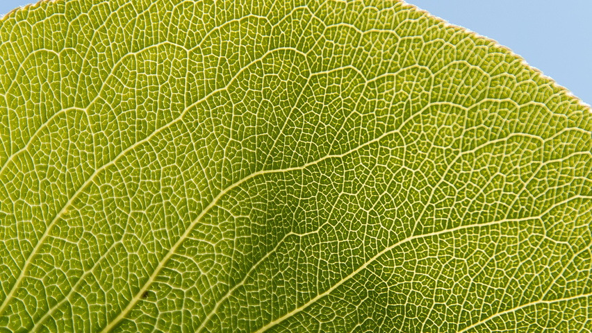 Pyrus pyrifolia liście