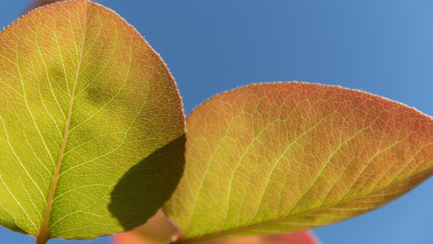 Pyrus pyrifolia liście