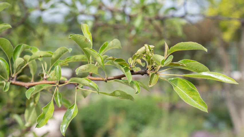 Pyrus pyrifolia liście