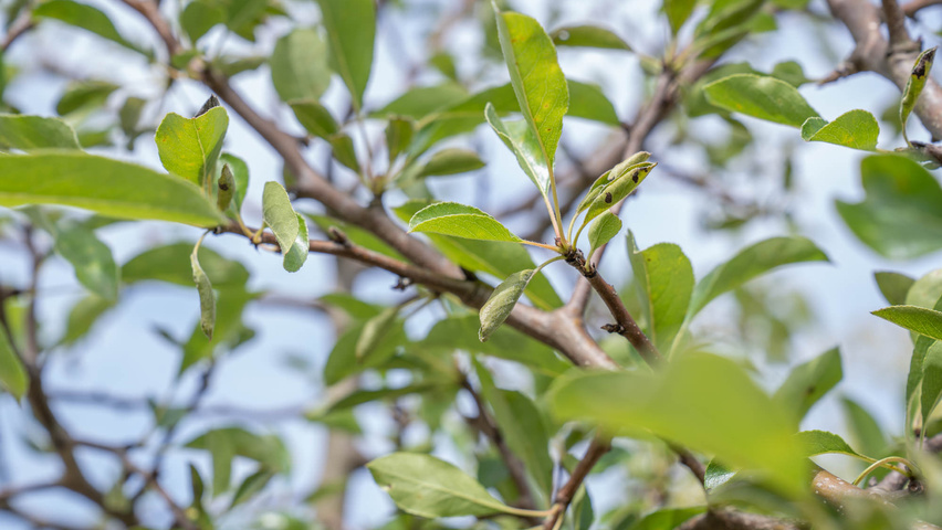 Pyrus pyrifolia liście