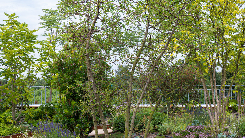 Pyrus pyrifolia wielopniowy