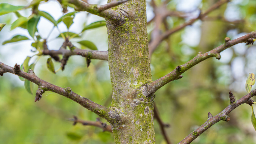 Pyrus pyrifolia pędy