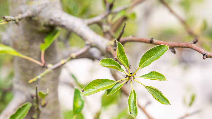 Pyrus pyrifolia pędy