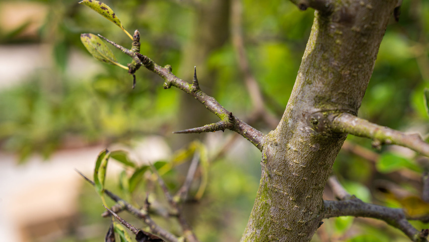 Pyrus pyrifolia pędy