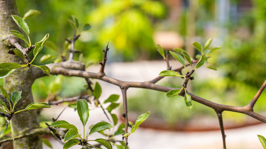 Pyrus pyrifolia pędy