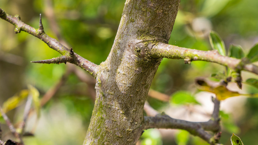 Pyrus pyrifolia pędy
