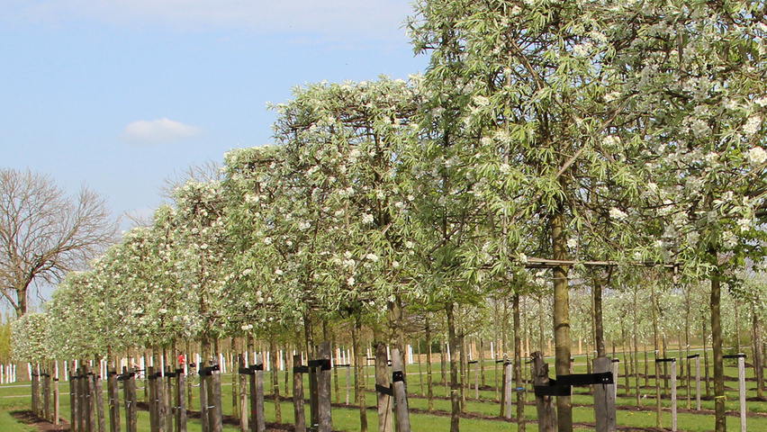 Pyrus salicifolia 'Pendula' блок