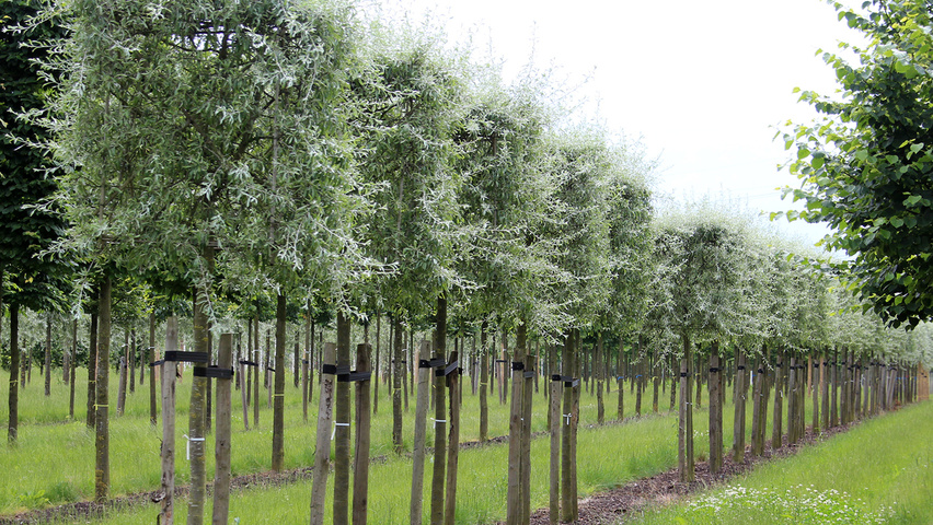 Pyrus salicifolia 'Pendula' блок