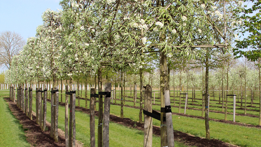 Pyrus salicifolia 'Pendula' блок