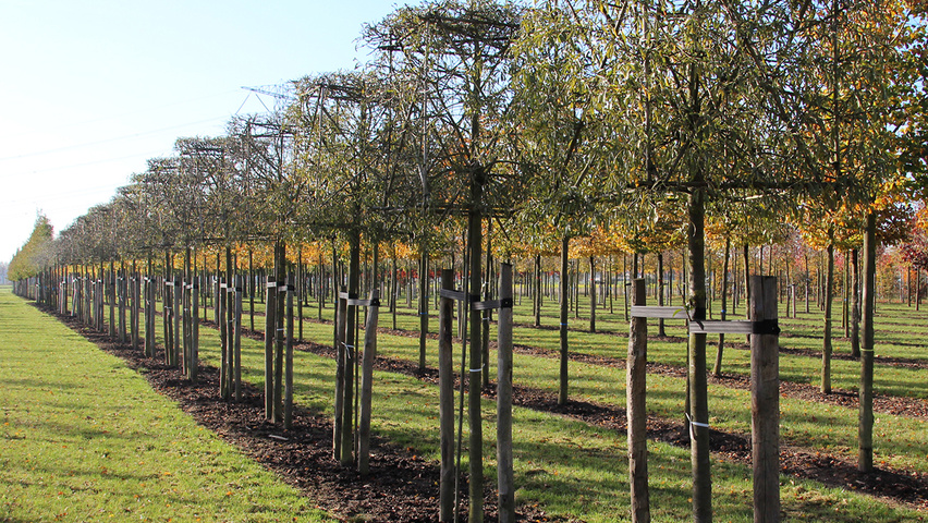 Pyrus salicifolia 'Pendula' блок