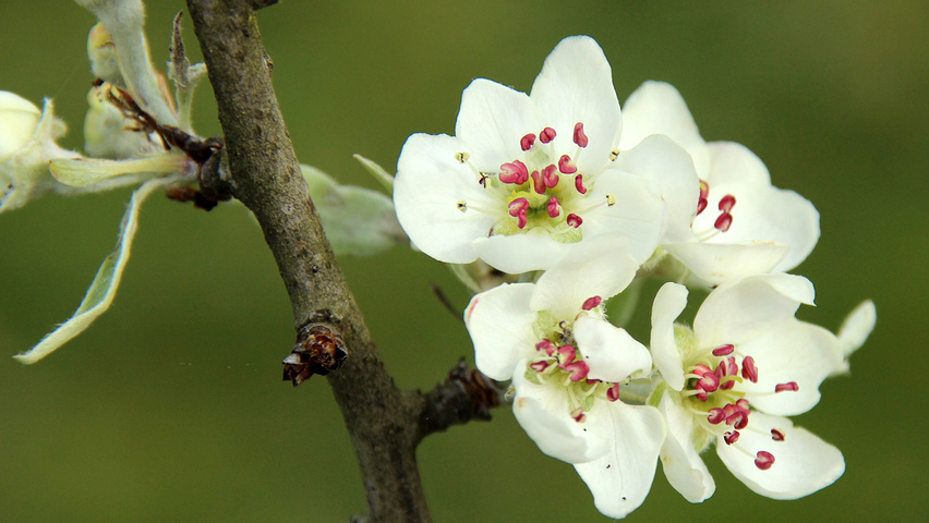 Pyrus salicifolia 'Pendula' цветки