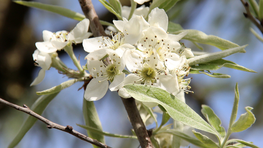 Pyrus salicifolia 'Pendula' цветки