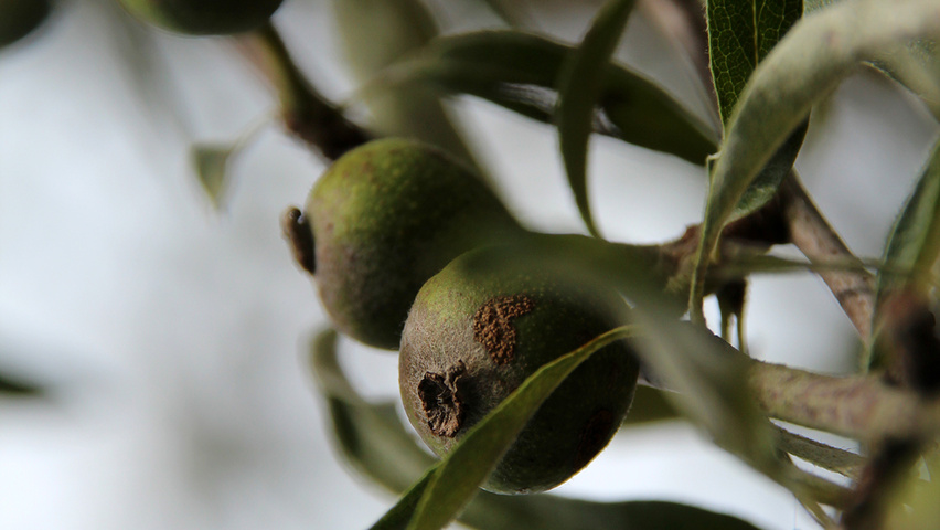 Pyrus salicifolia 'Pendula' плоды