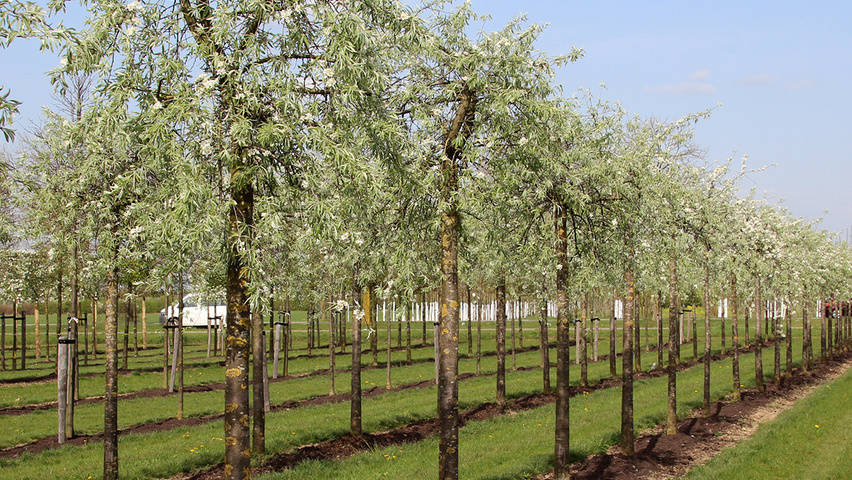 Pyrus salicifolia 'Pendula' Деревья с высоким стволом (стандарт)