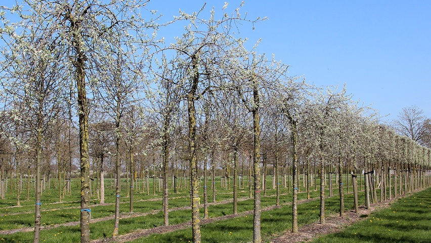 Pyrus salicifolia 'Pendula' Деревья с высоким стволом (стандарт)
