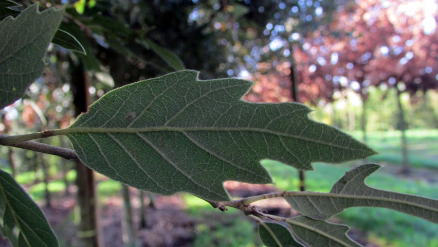 Quercus bivoniana Feuilles