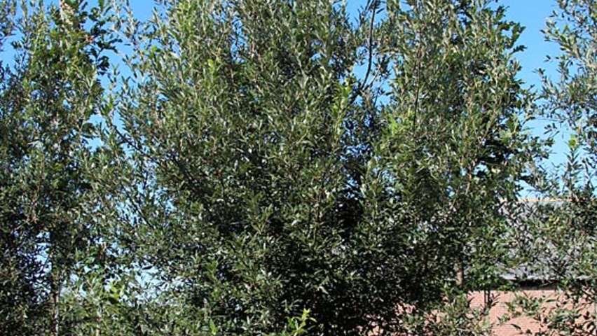 Quercus bivoniana haute tige