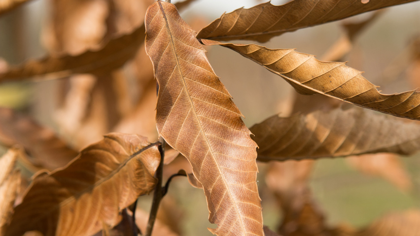 Quercus acutissima herfstblad