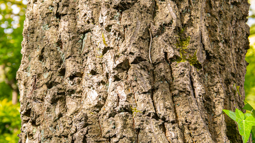 Quercus acutissima bast