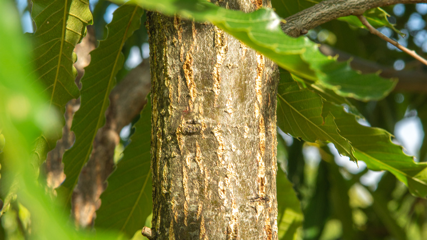 Quercus acutissima bast