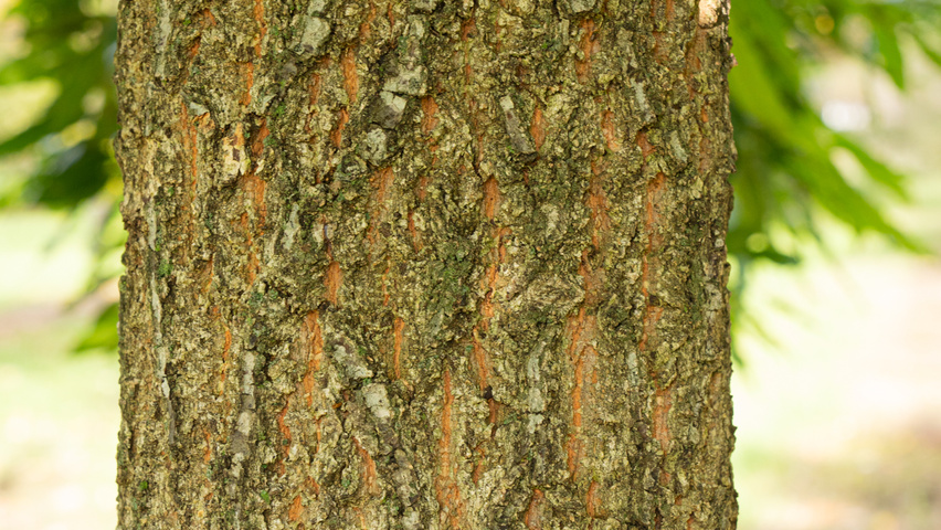 Quercus acutissima bast