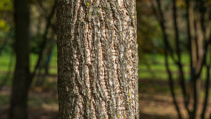 Quercus acutissima bast