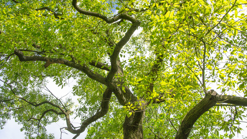 Quercus acutissima bast
