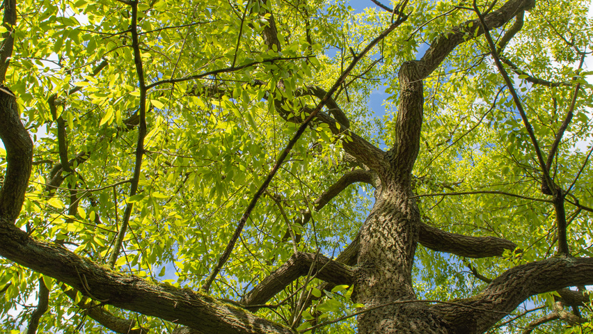 Quercus acutissima bast