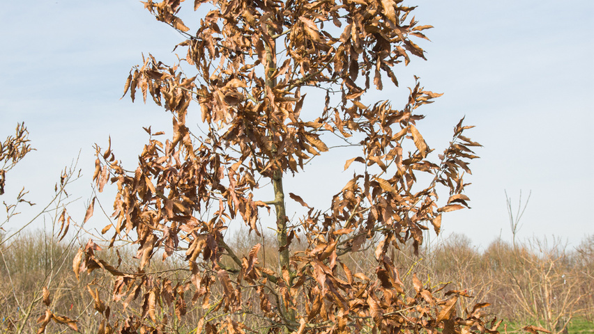 Quercus acutissima beveerd