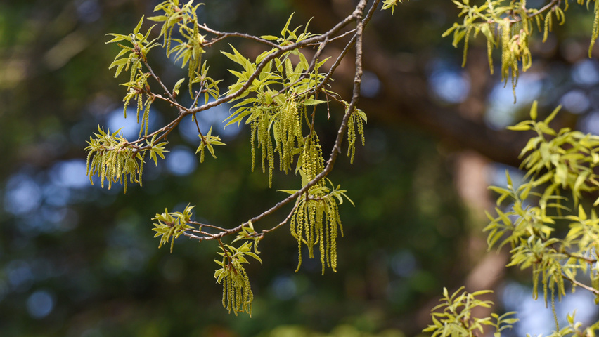 Quercus acutissima bloem