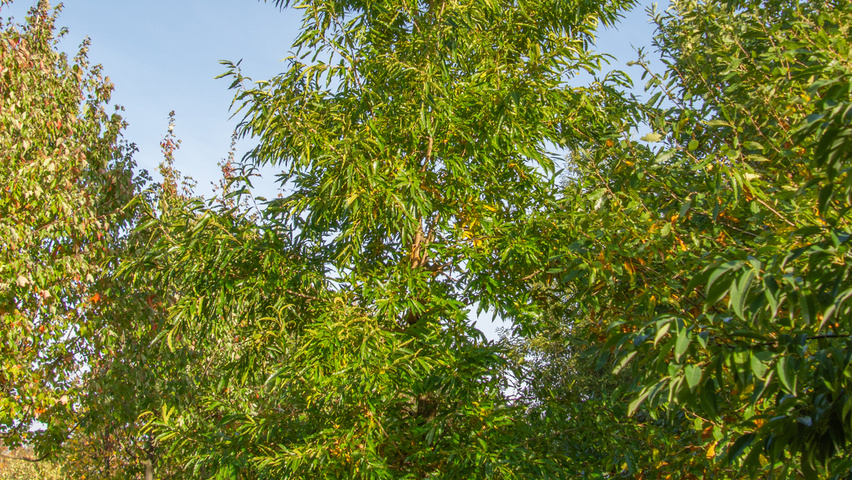 Quercus acutissima hoogstam