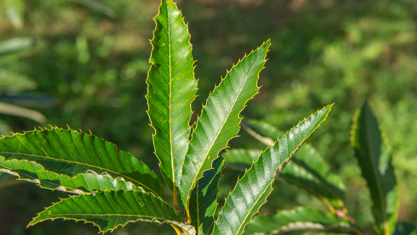 Quercus acutissima blad