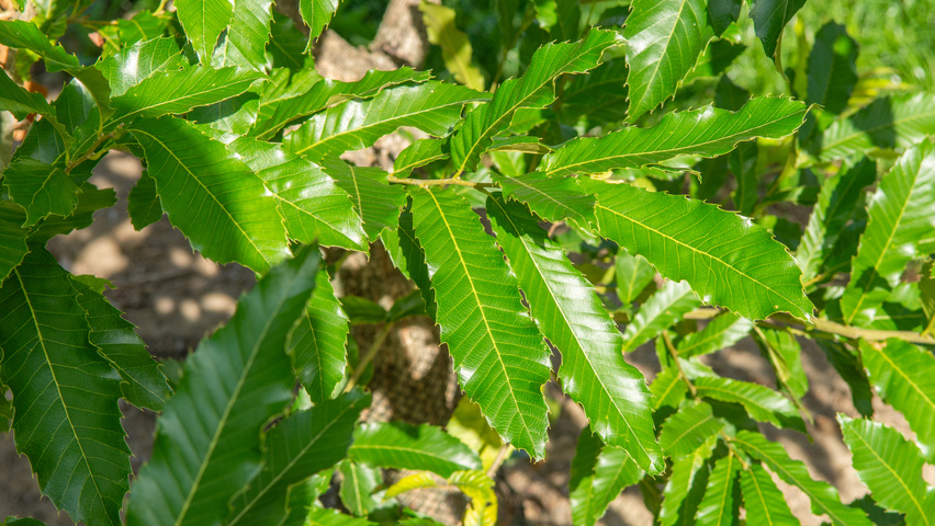Quercus acutissima blad
