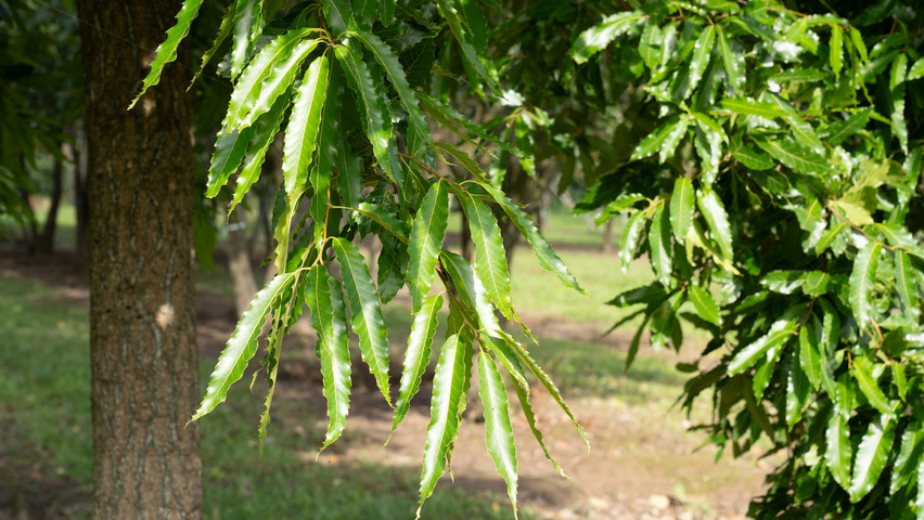 Quercus acutissima blad