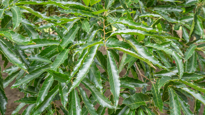 Quercus acutissima blad