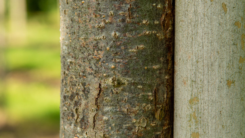 Quercus alba кора