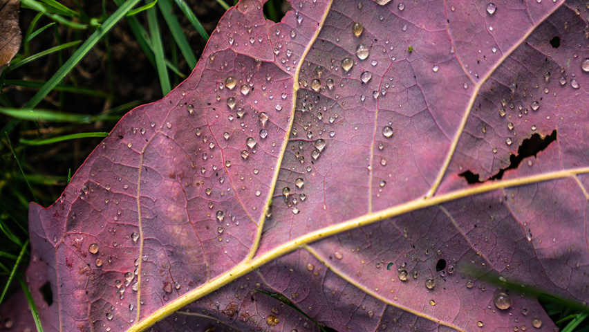 Quercus alba листья