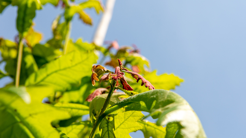 Quercus alba листья