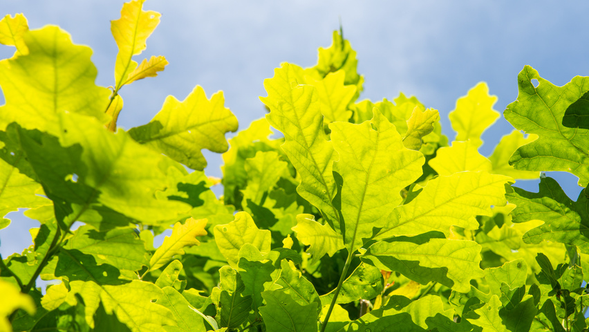 Quercus alba листья