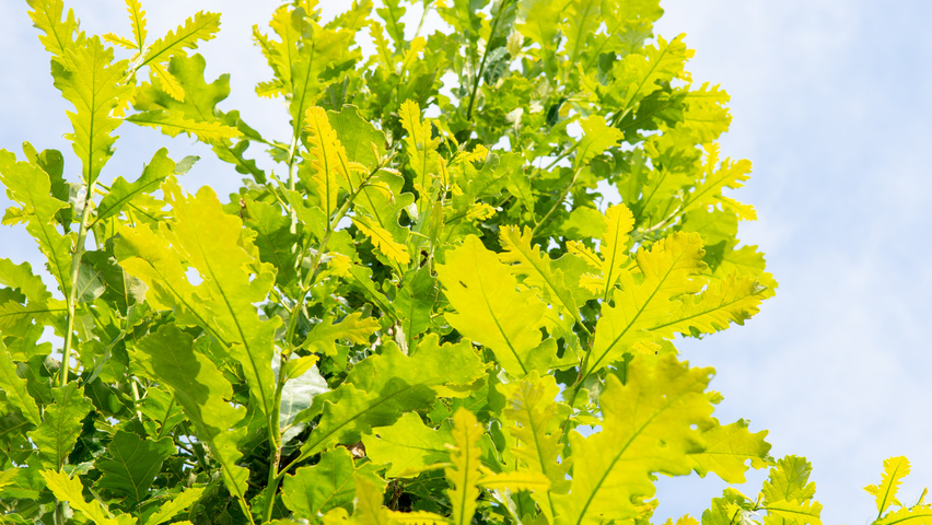 Quercus alba листья