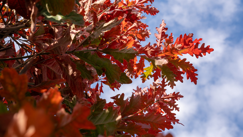 Quercus alba листья