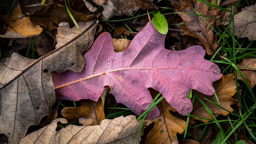 Quercus alba листья