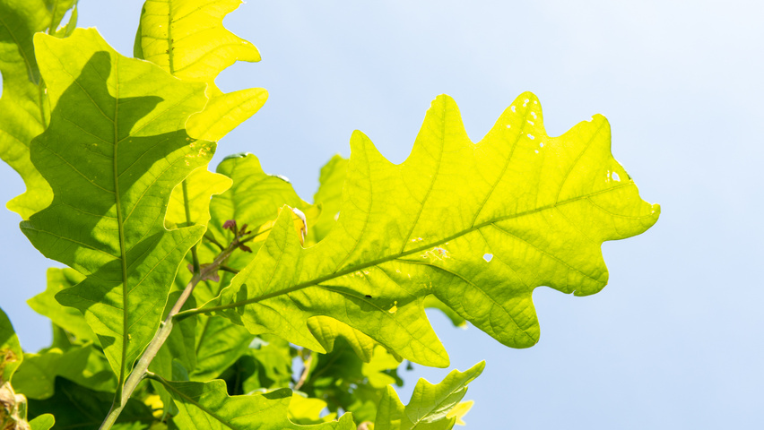 Quercus alba листья