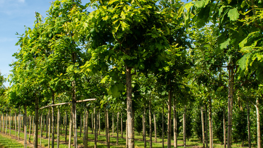 Quercus alba Деревья с высоким стволом (стандарт)