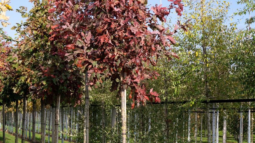 Quercus alba Деревья с высоким стволом (стандарт)