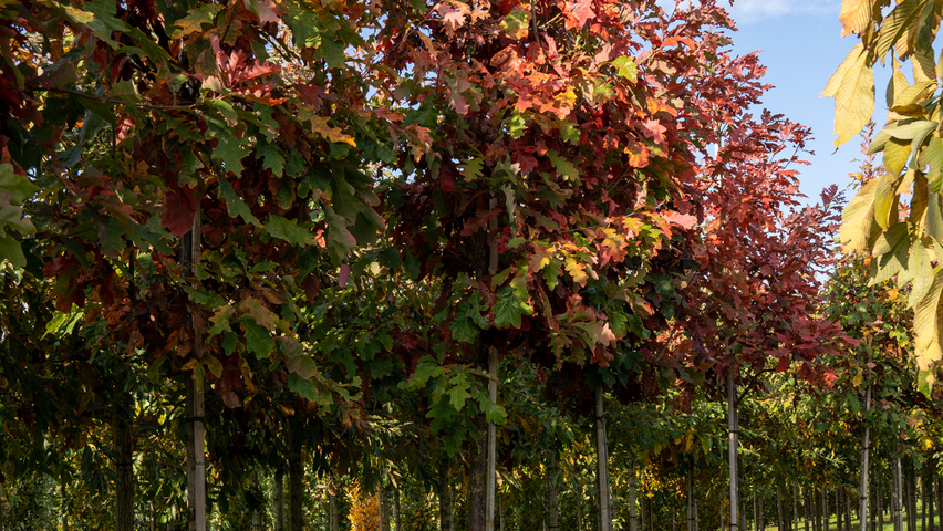 Quercus alba Деревья с высоким стволом (стандарт)