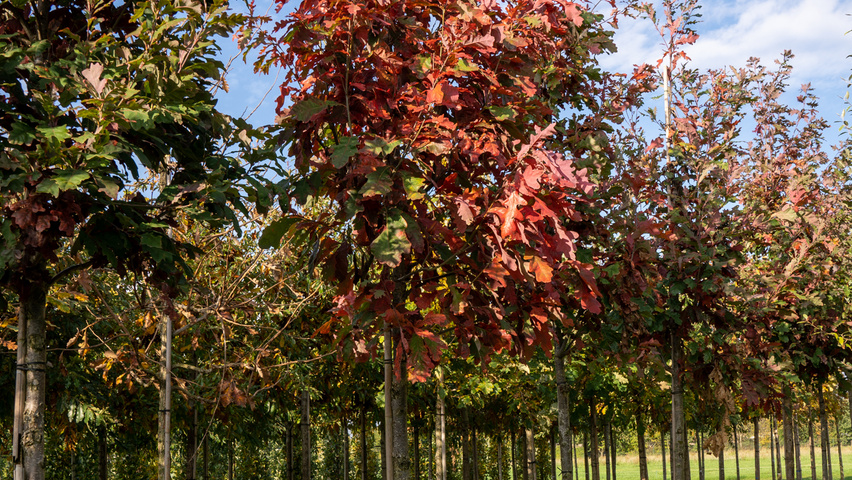 Quercus alba Деревья с высоким стволом (стандарт)