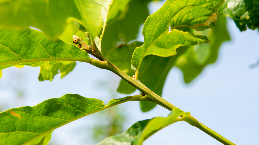 Quercus alba ветви