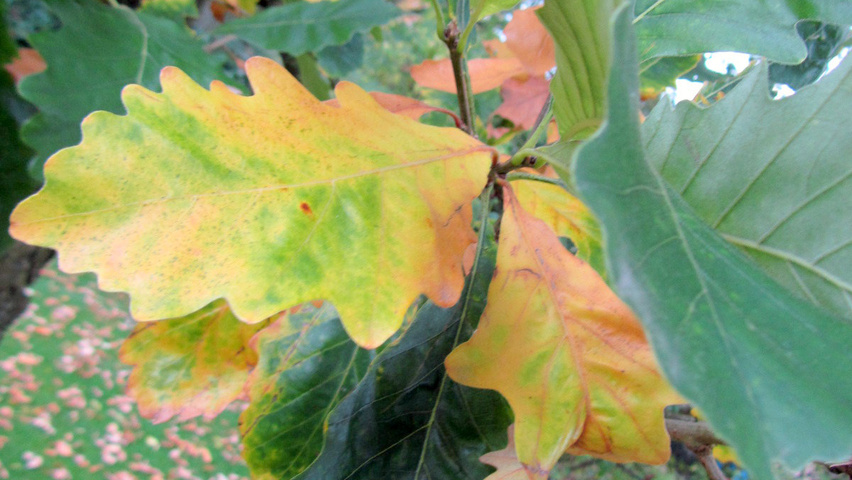 Quercus bicolor autumn leaves