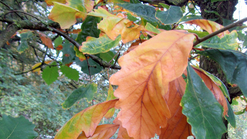 Quercus bicolor autumn leaves